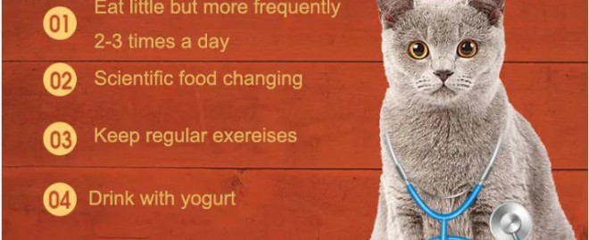  Comprehensive Nulo Cat Food Review: Unveiling the Best Options for Your Feline Friend