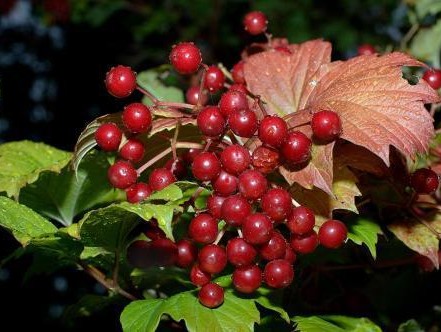 Best Whole Berry Cranberry Sauce Recipe: A Delightful Concoction of Freshness and Flavor